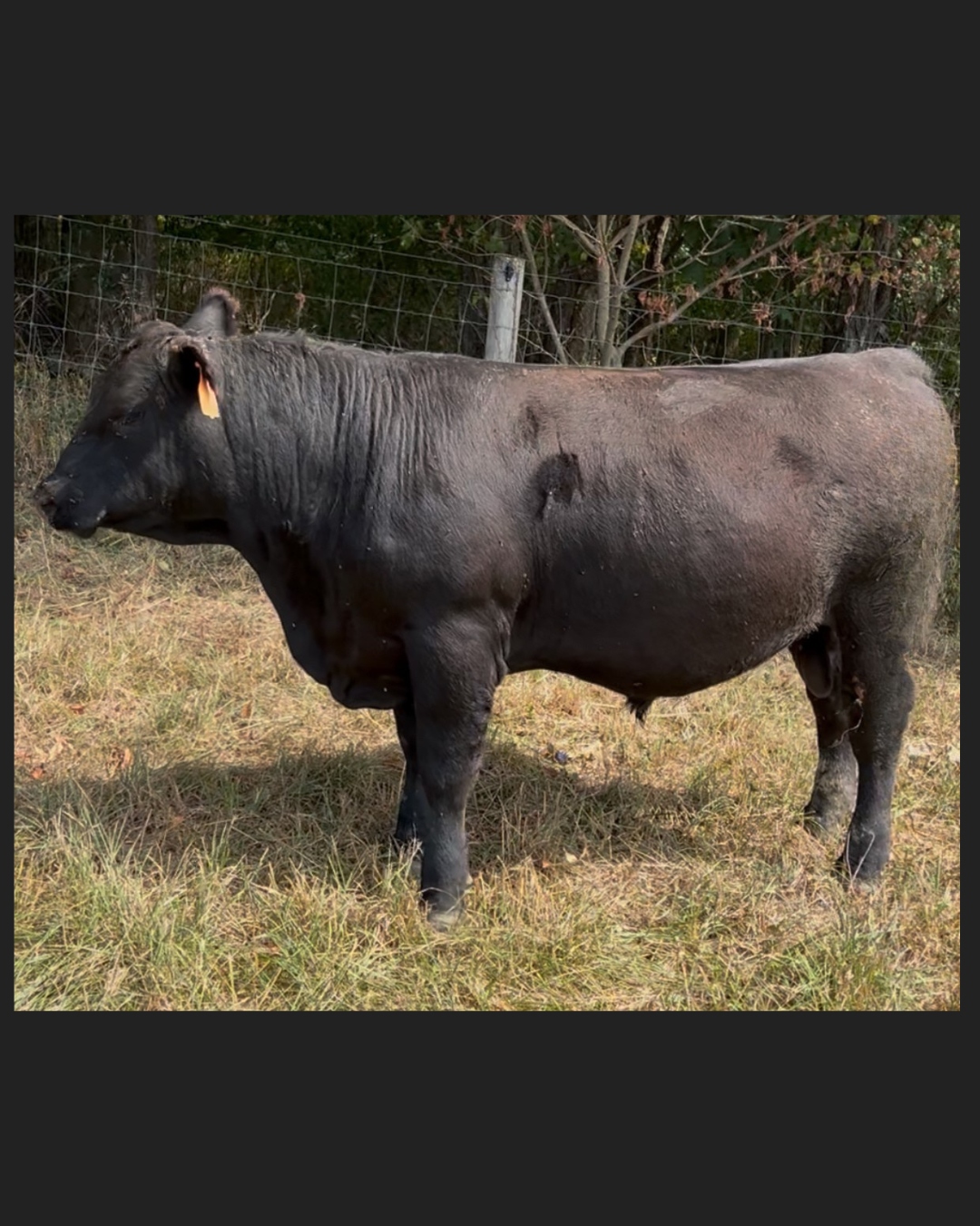 Black Angus Bull - Registered